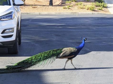 Pete the peacock, adored by Las Vegas neighborhood, fatally shot by bow and arrow